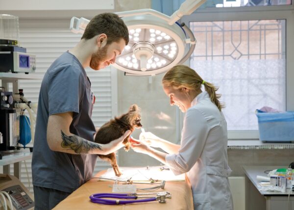 Veterinarians prepare the dog for surgery. Operating room with medical equipment in a veterinary clinic. Table for surgical operations in the hospital.