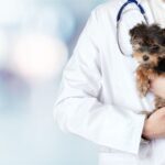 Exploring the Benefits of Veterinarian Mergers and Acquisitions: Growing Your Practice and Expanding Service Offerings