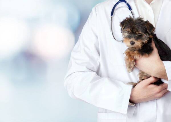 Small cute dog examined at the veterinary doctor, close-up