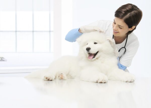 veterinary examination dog veterinarian checks the ears dog on the table in vet clinic