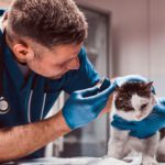 Protecting Your Veterinary Practice from Employee Claims in Florida