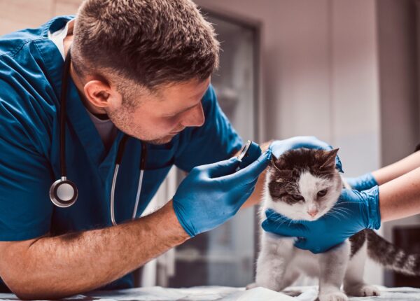 Veterinarian examining cat ear infection with an otoscope in a vet clinic.