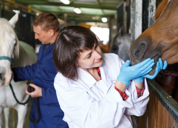 Female vet giving medical exam to horse in  stable