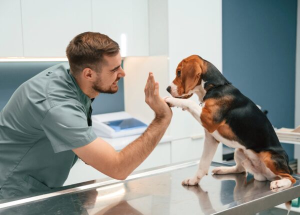 Giving high five with paw. Dog in veterinarian clinic with male doctor.