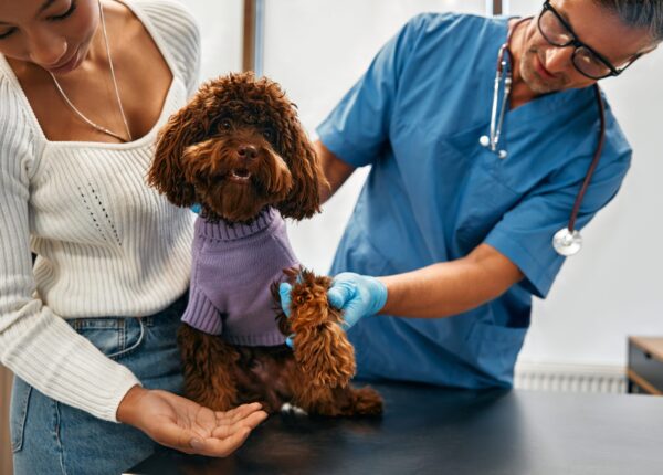 A veterinarian examines a poodle paw in the office of a modern veterinary clinic. The woman brought her dog for a routine check-up and vaccination.