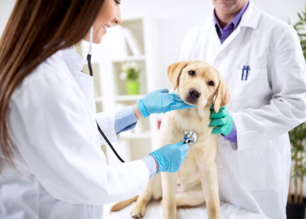 Smiling veterinary examining dog at clinic