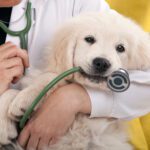 Key Considerations in the Veterinary Mergers and Acquisitions Process: A Step-by-Step Guide