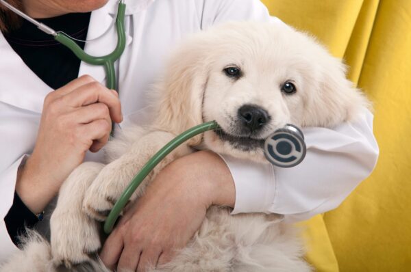 golden retriever puppy playing with a stethoscope vet