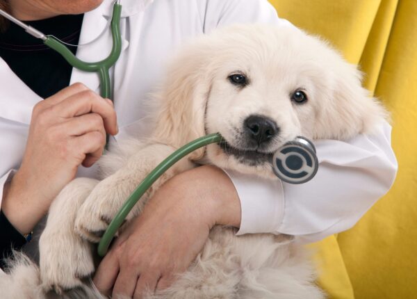 golden retriever puppy playing with a stethoscope vet