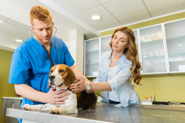 Doctor examining Beagle dog with woman assistant at veterinary clinic