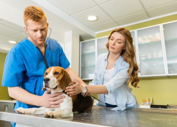 Doctor examining Beagle dog with woman assistant at veterinary clinic