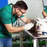 Valuing a Veterinary Practice: Factors That Impact Acquisition Price